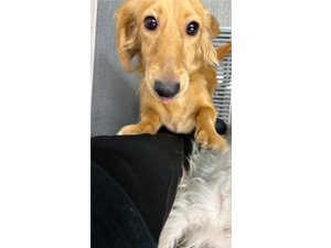 生徒が撮影したモデル犬たち♪